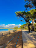La pinède : Calvi, Corse, 2025 🌴