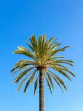 Palmier : Nice, 2023 🌴