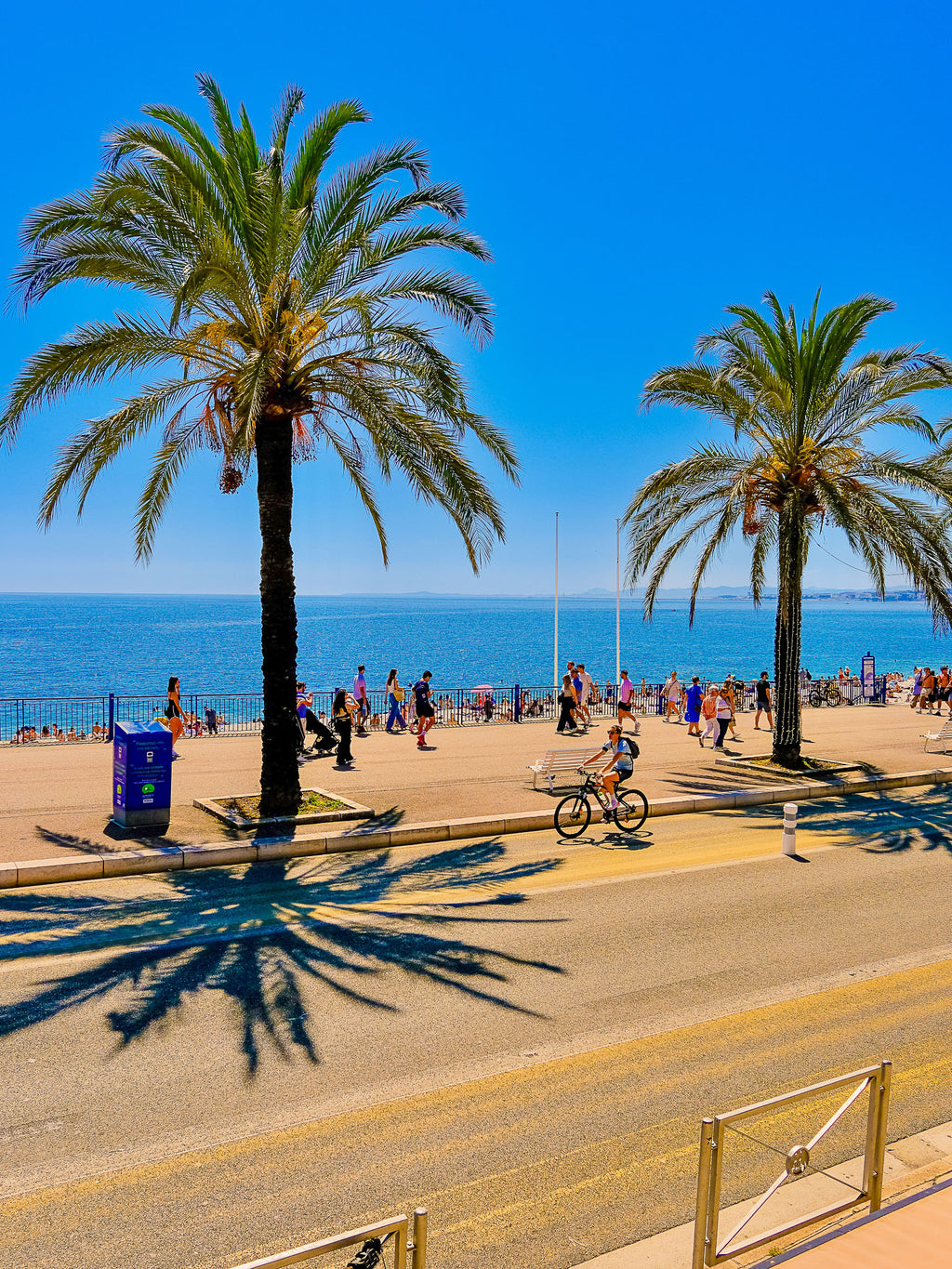 Les incontournables palmiers : Nice, 2025 🏝