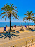 Les incontournables palmiers : Nice, 2025 🏝