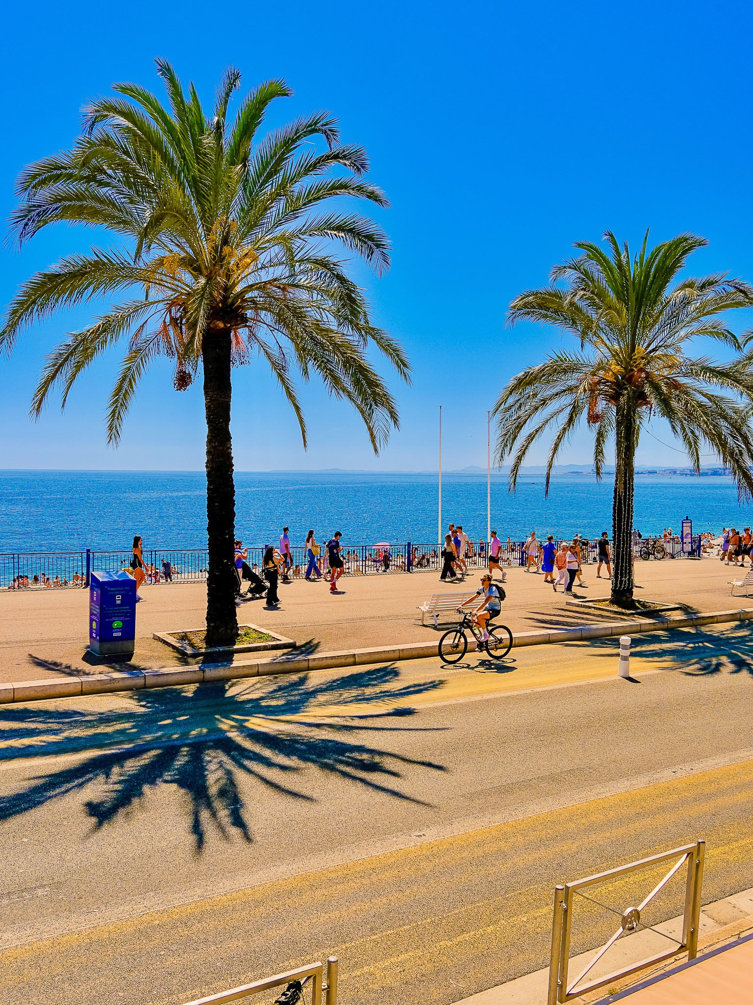 Les incontournables palmiers : Nice, 2025 🏝