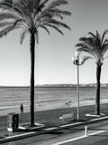 Les 3 palmiers en noir et blanc : Nice, 2025 🌴