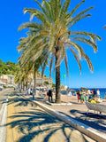 Les palmiers du quai des États-Unis 2 : Nice, 2025 🏝