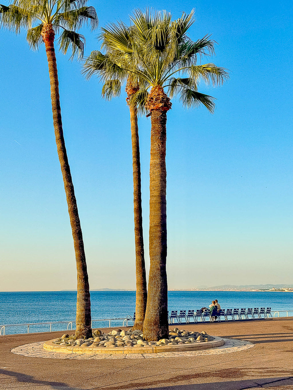 Les palmiers et la Méditerranée 5 : Nice, 2025 🌴