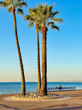 Les palmiers et la Méditerranée 5 : Nice, 2025 🌴