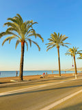 Les palmiers du quai des États-Unis 3 : Nice, 2025 🏝