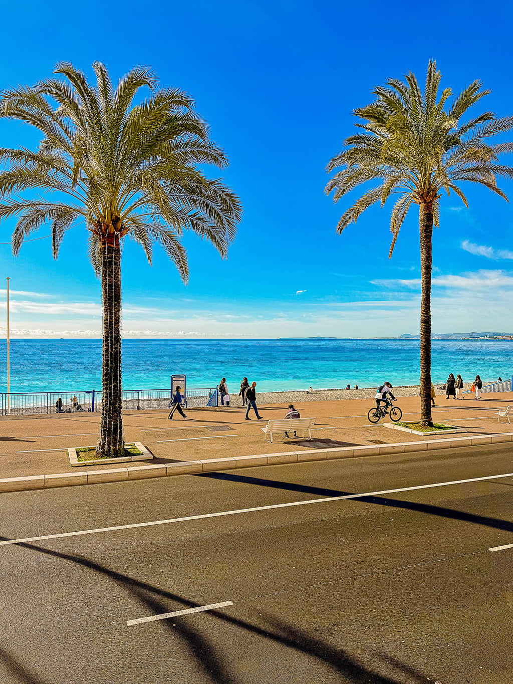 Les palmiers et la Méditerranée : Nice, 2026 🌴