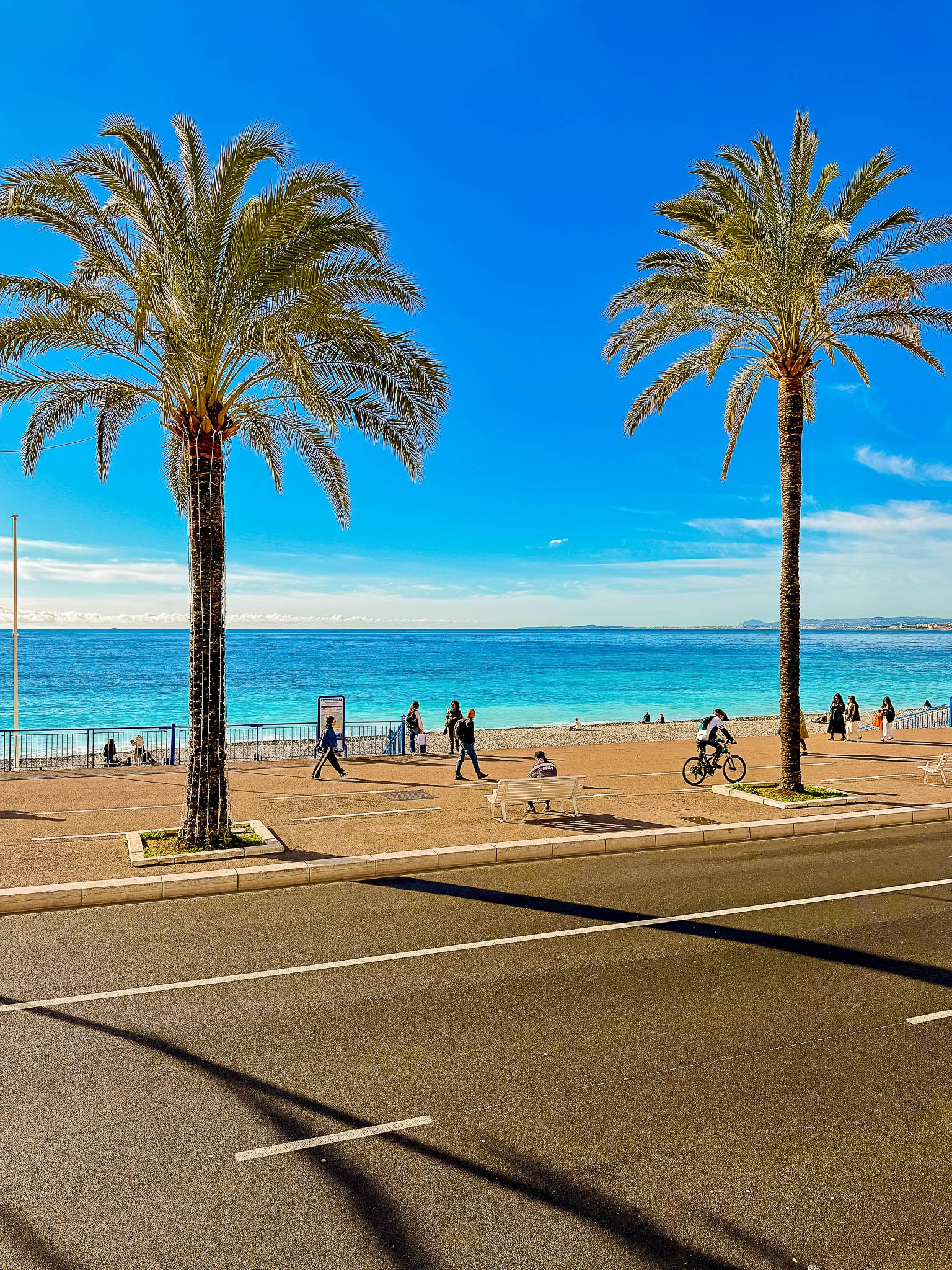 Les palmiers et la Méditerranée : Nice, 2026 🌴