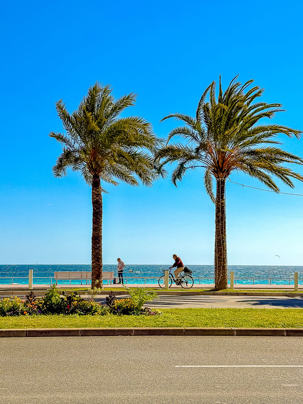 Le vélo et les palmiers, Promenade des Anglais : Nice, 2025 🌴