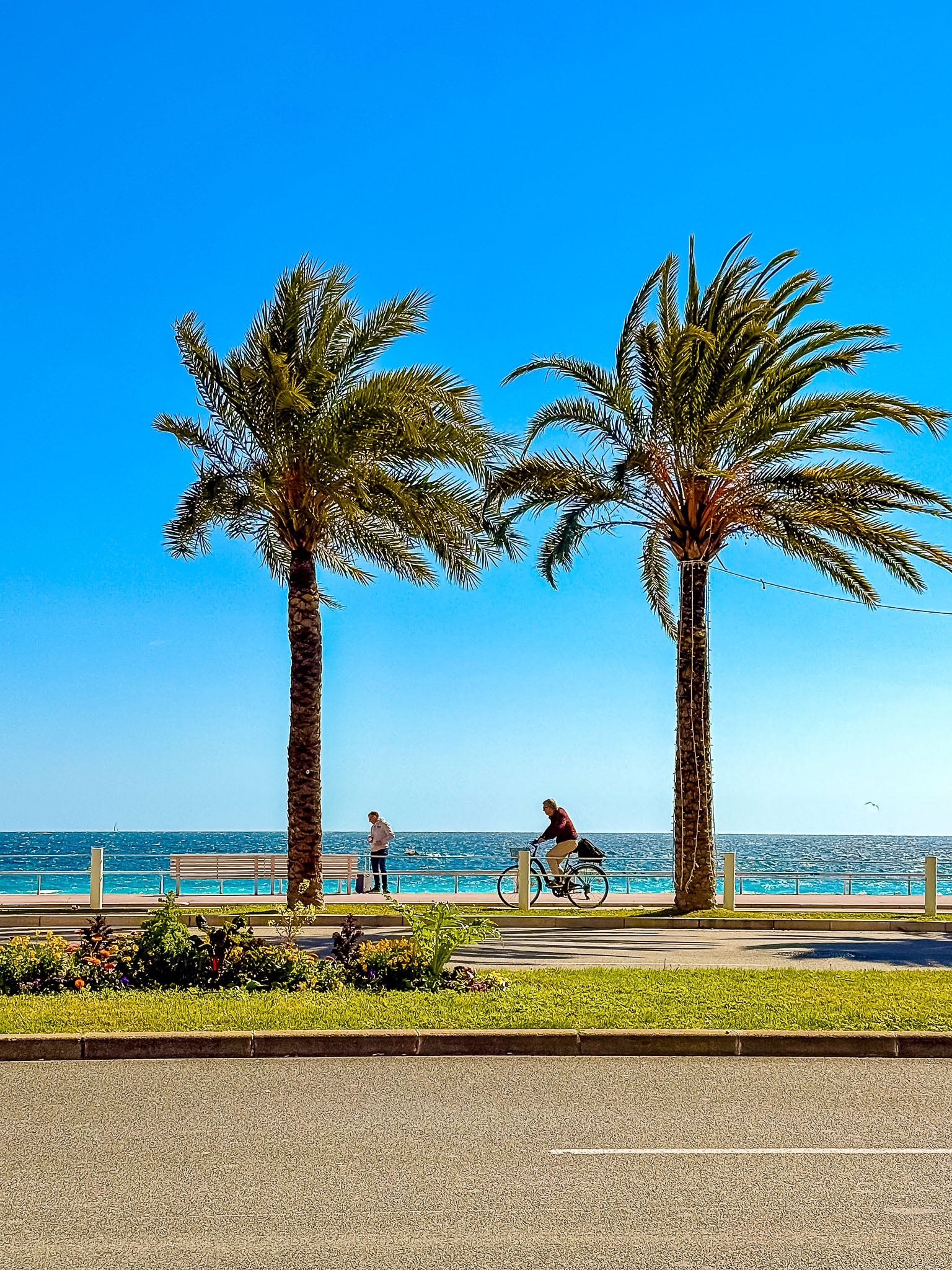Le vélo et les palmiers, Promenade des Anglais : Nice, 2025 🌴