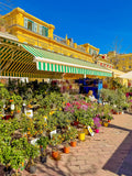 Les plantes du marché 2 : Nice, 2025 🌵
