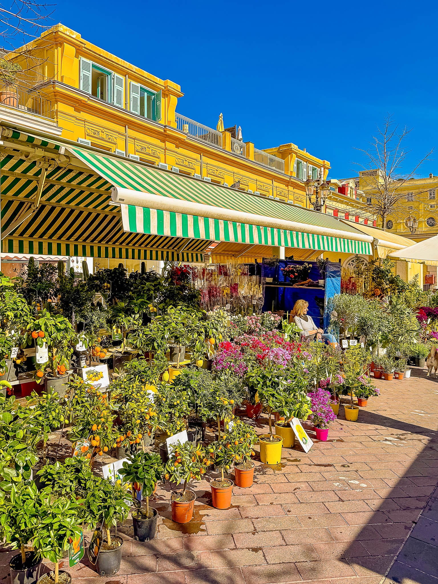 Les plantes du marché 2 : Nice, 2025 🌵