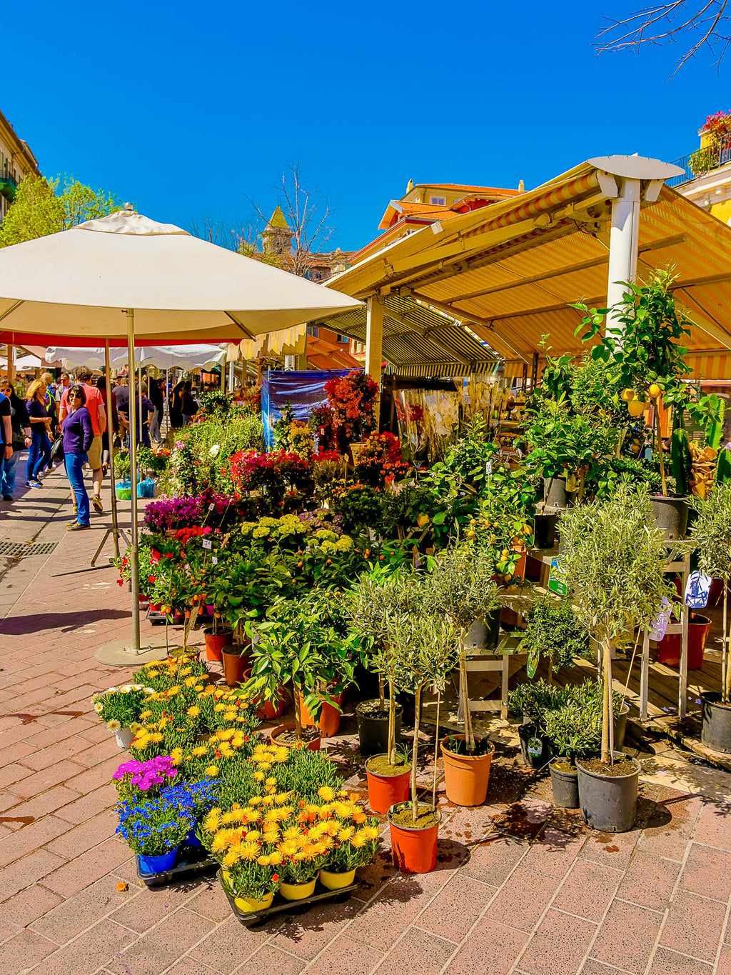 Les plantes du marché : Nice, 2025 🌵