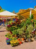 Les plantes du marché : Nice, 2025 🌵
